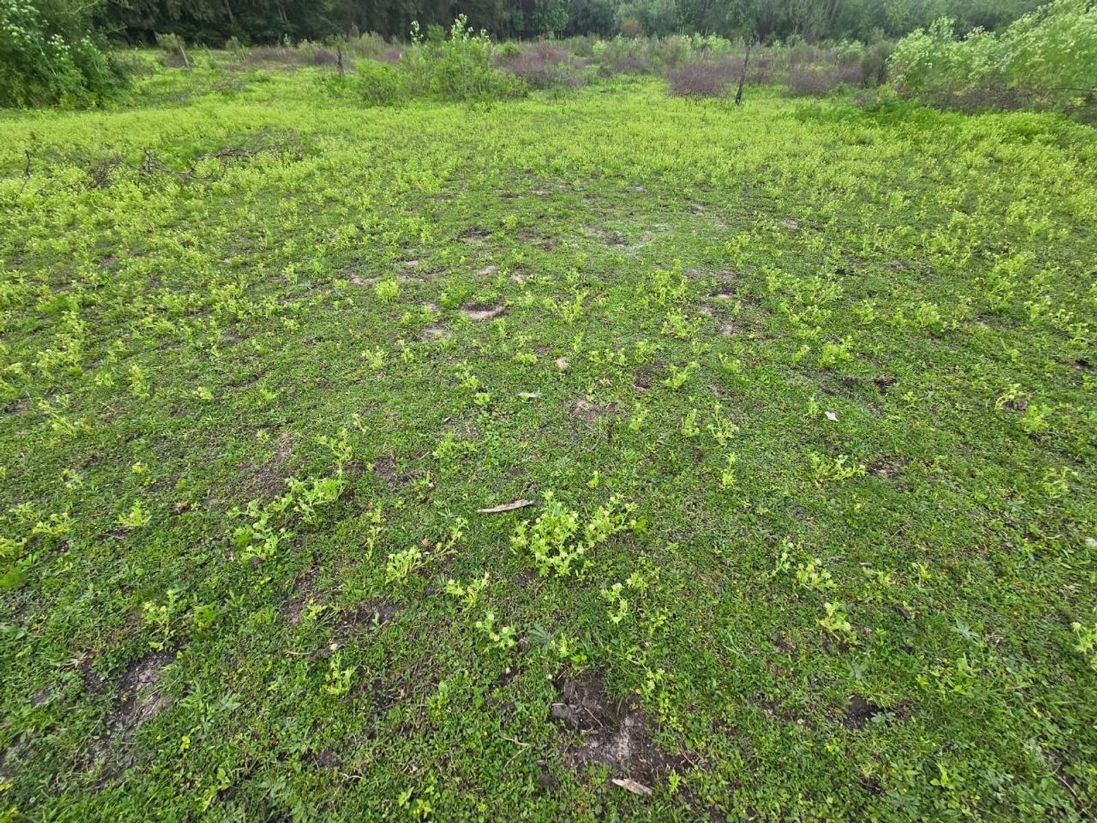 Campo de tres hectáreas en Colón, Entre Ríos - 9