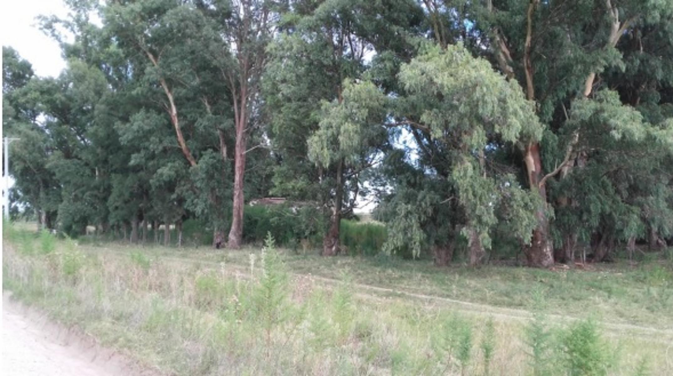 Campo 14 hectareas, Dolores, Interior Buenos Aires - 2
