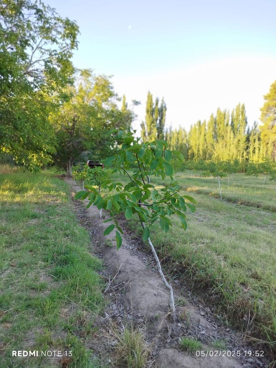 CHACRA 7ha CON PLANTACION DE NOGALES - 9
