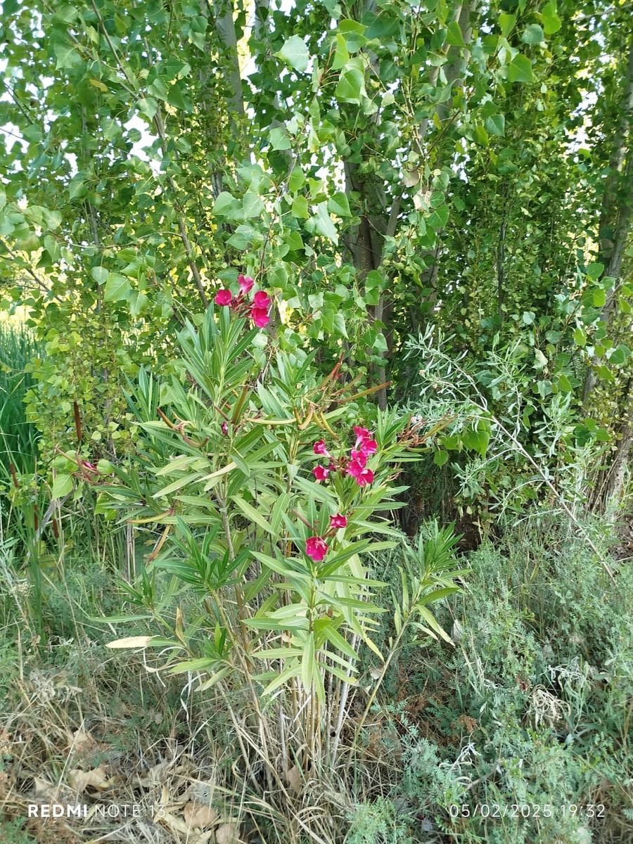 CHACRA 7ha CON PLANTACION DE NOGALES - 12