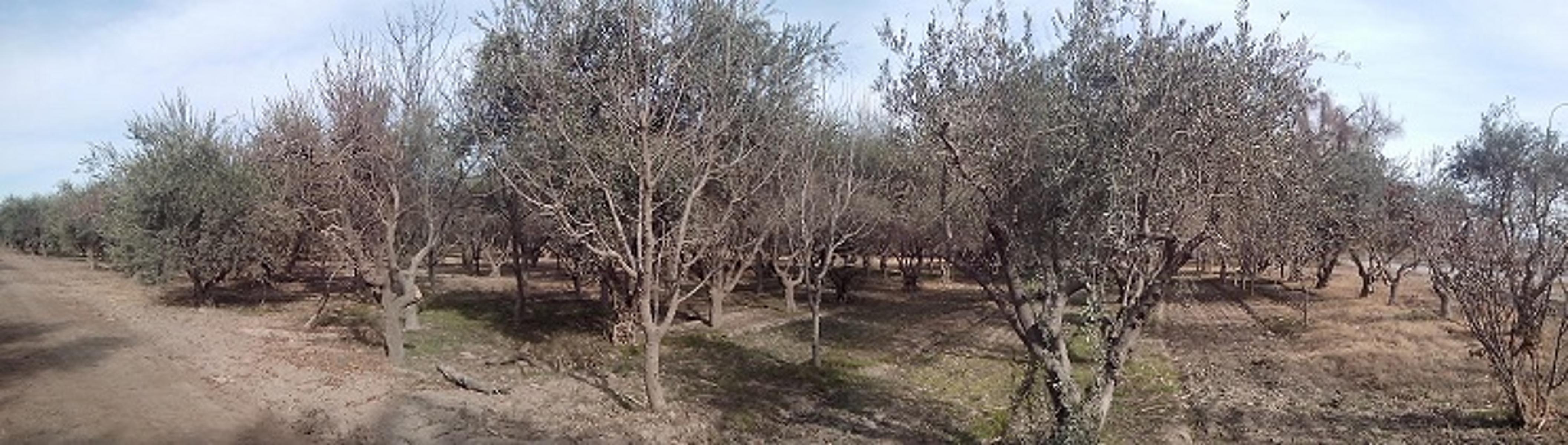 EXCELENTE FINCA EN LA PRIMAVERA - GUAYMALLEN - MENDOZA - 2