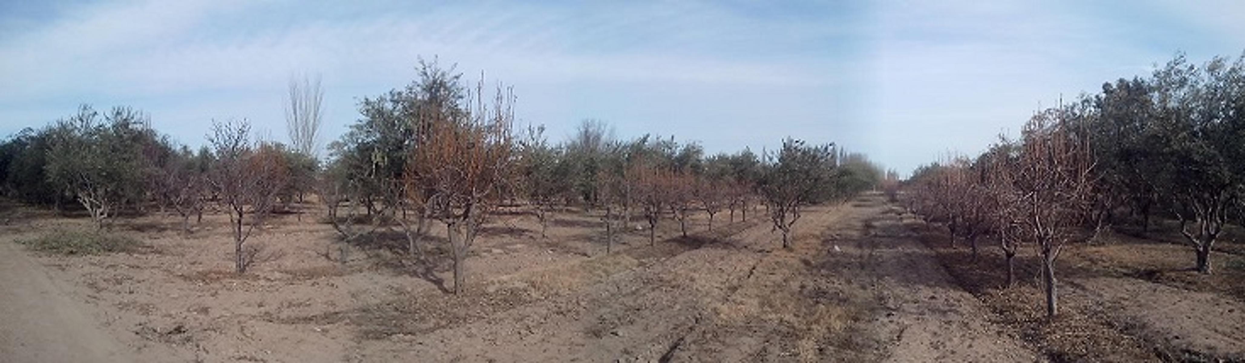 EXCELENTE FINCA EN LA PRIMAVERA - GUAYMALLEN - MENDOZA - 3