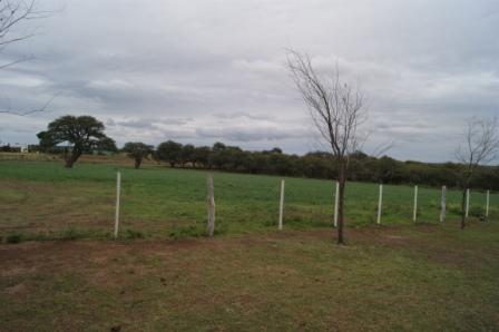 CAMPO 7000 HECTAREAS – MONTE BAJO – CON 400 HECTAREAS SOBRE LAGUNA LA AMARGA - 2