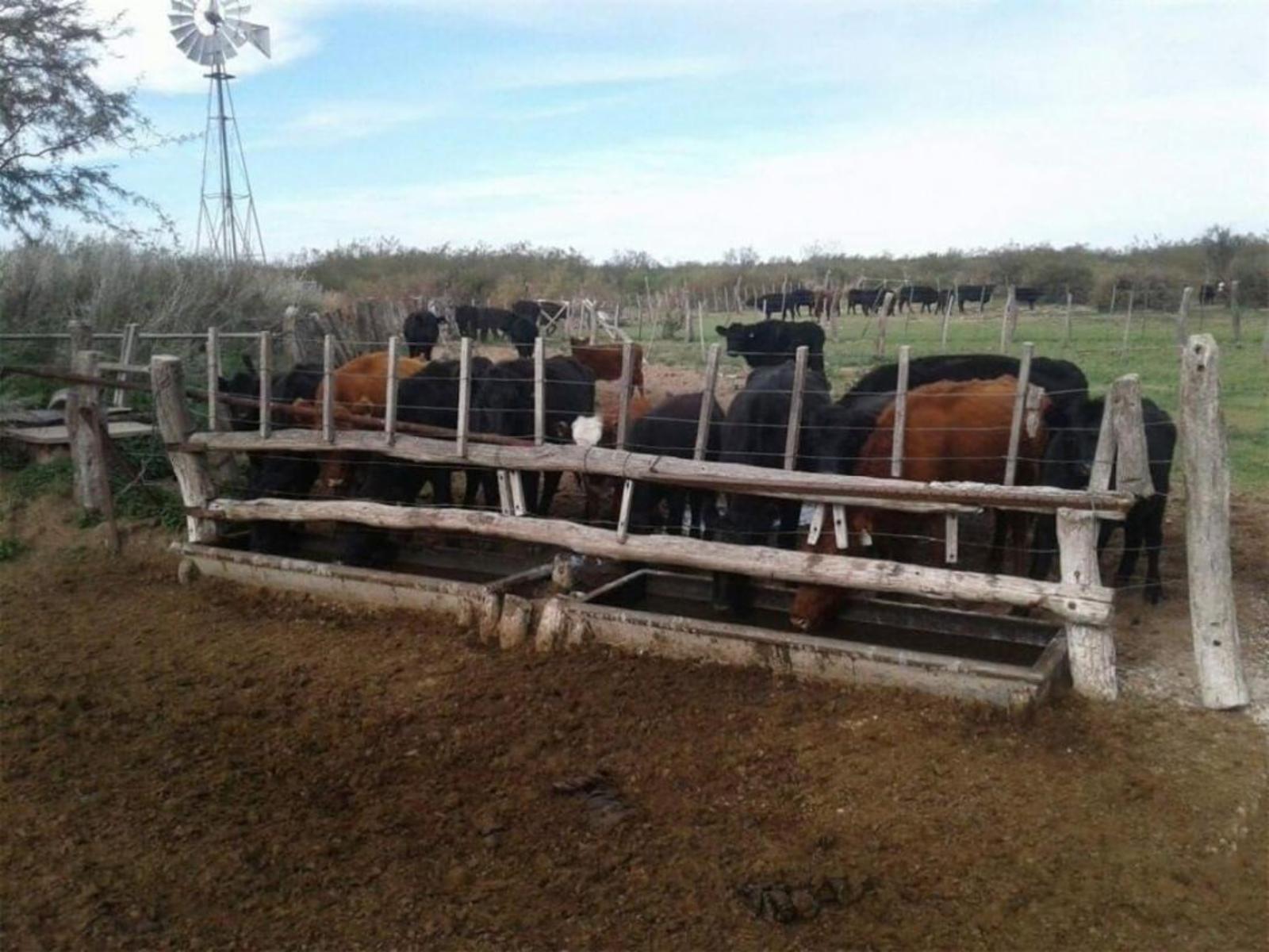 5000 ha. campo ganadero en La Pampa, Limay, Mahuida. - 4