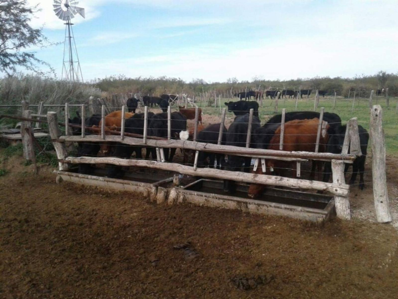 5000 ha. campo ganadero en La Pampa, Limay, Mahuida. - 3