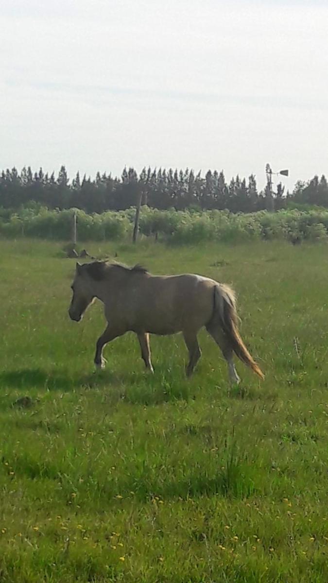 VENTA HECTAREAS DOMSELAAR — foto 5