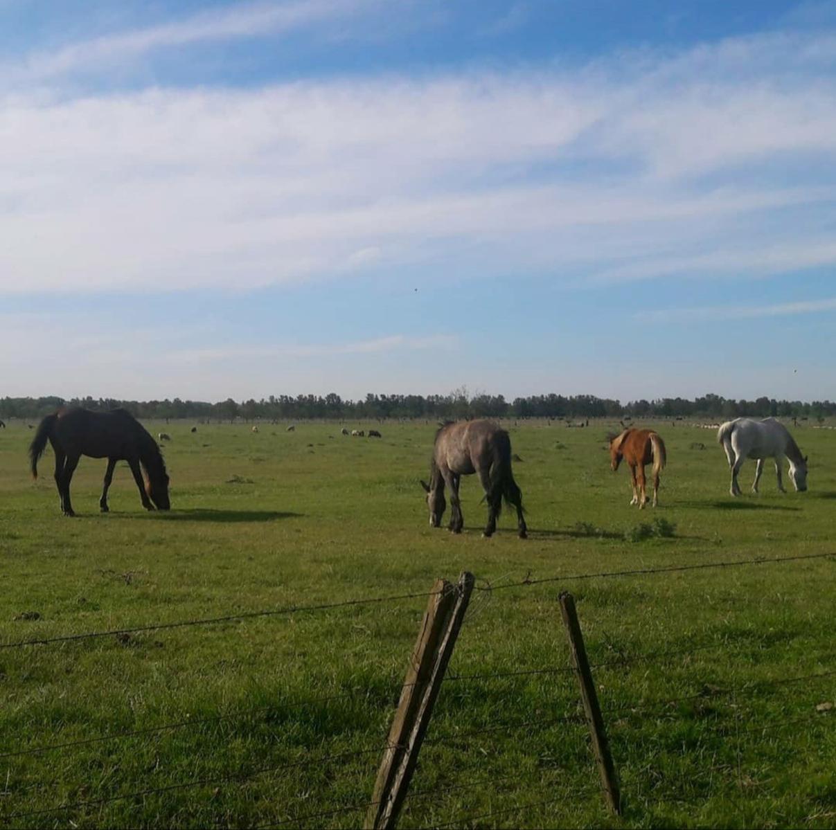 VENTA HECTAREAS DOMSELAAR — foto 6