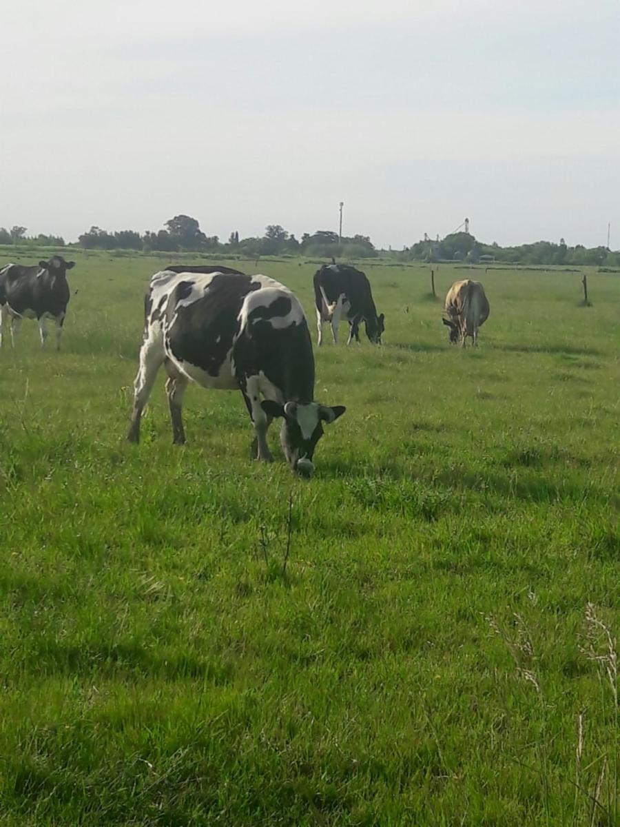 VENTA HECTAREAS DOMSELAAR — foto 7