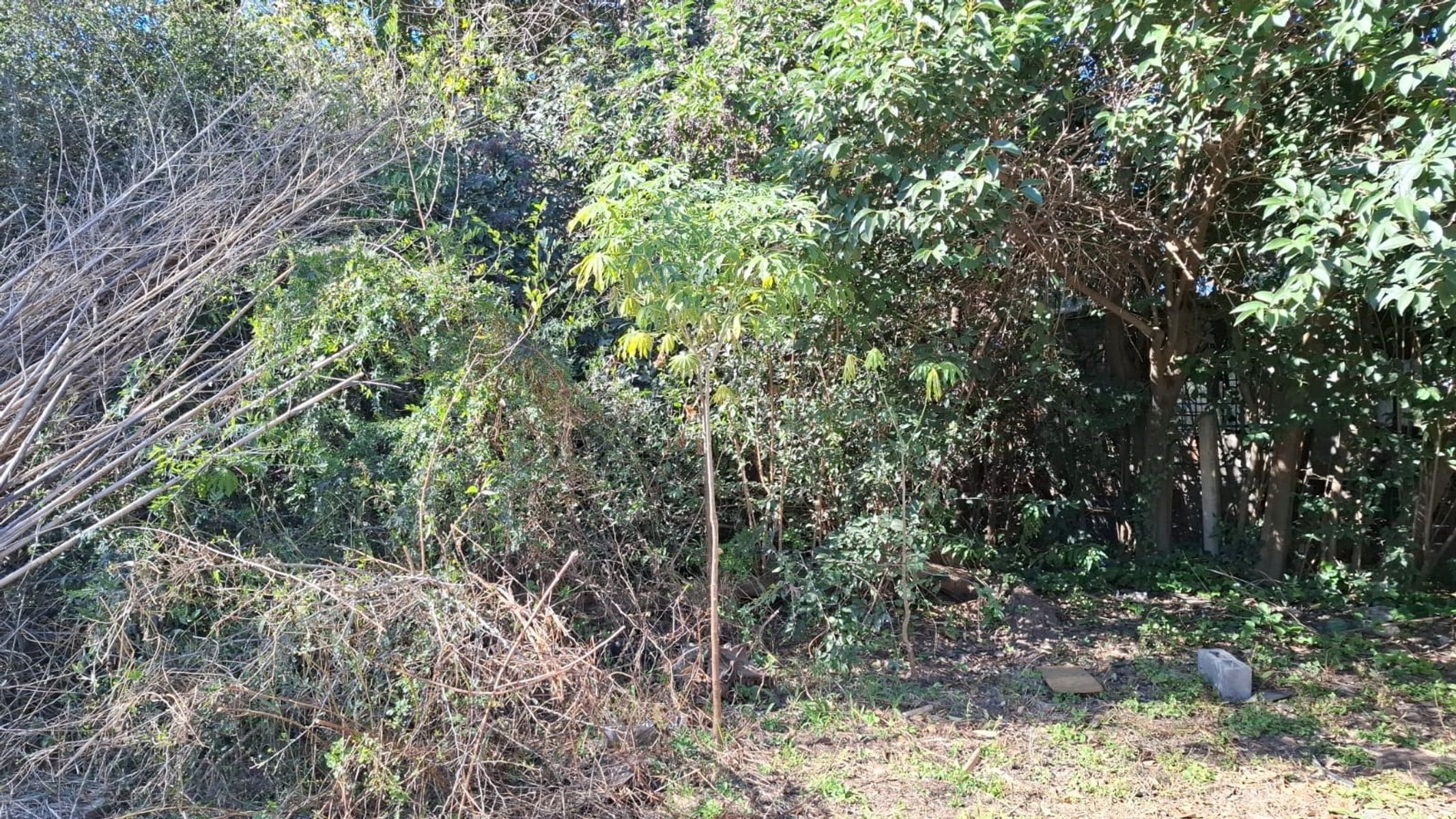 EXCELENTE FRACCION DE TERRENO — foto 10