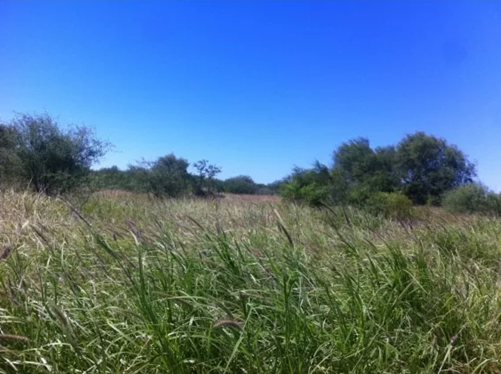 CAMPO EN VENTA, SERREZUELA, CÓRDOBA — foto 7