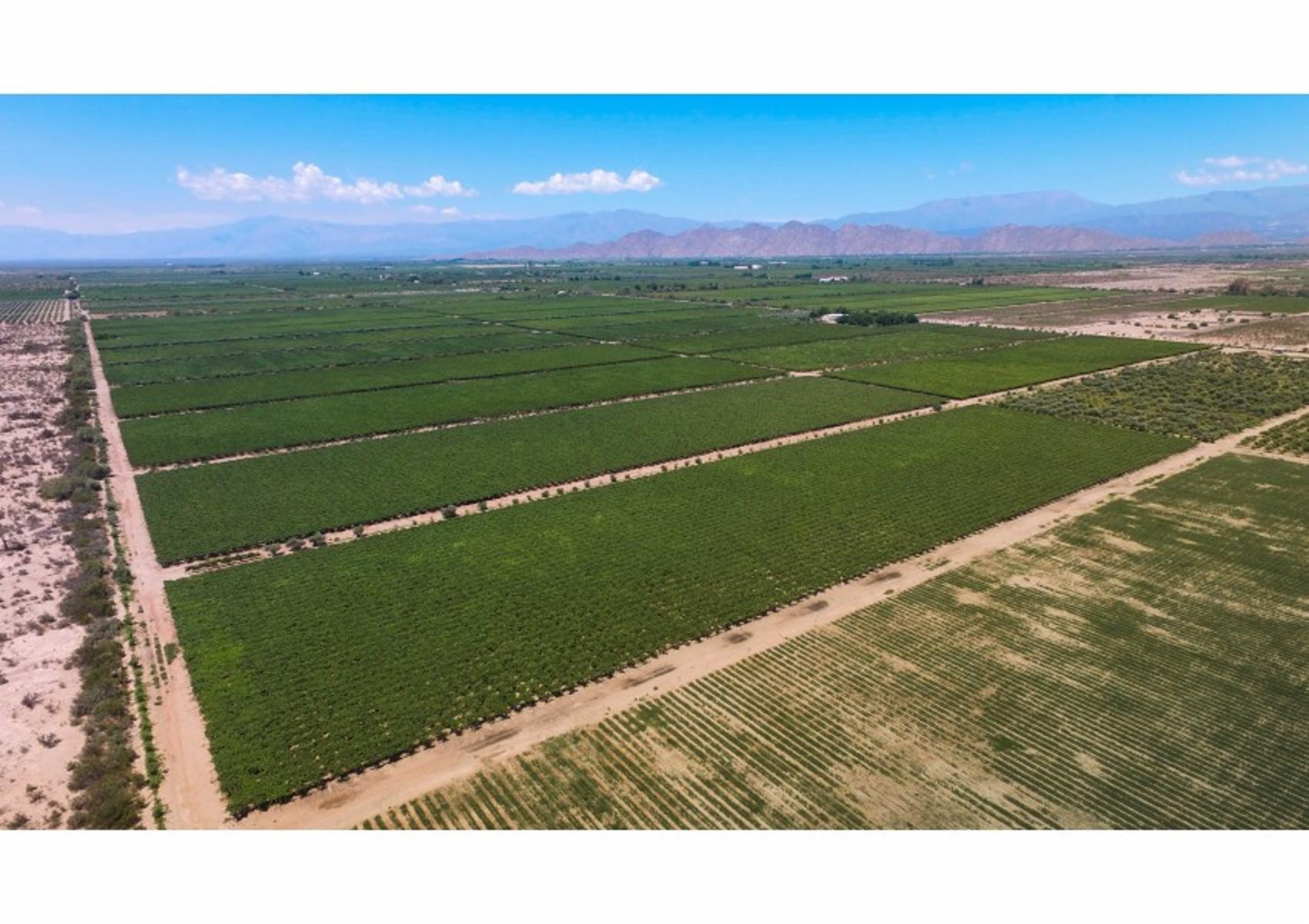 FINCA DE VIÑEDOS DE ALTA CALIDAD + OLIVOS - CHILECITO LA RIOJA- 100 HECTAREAS - 2