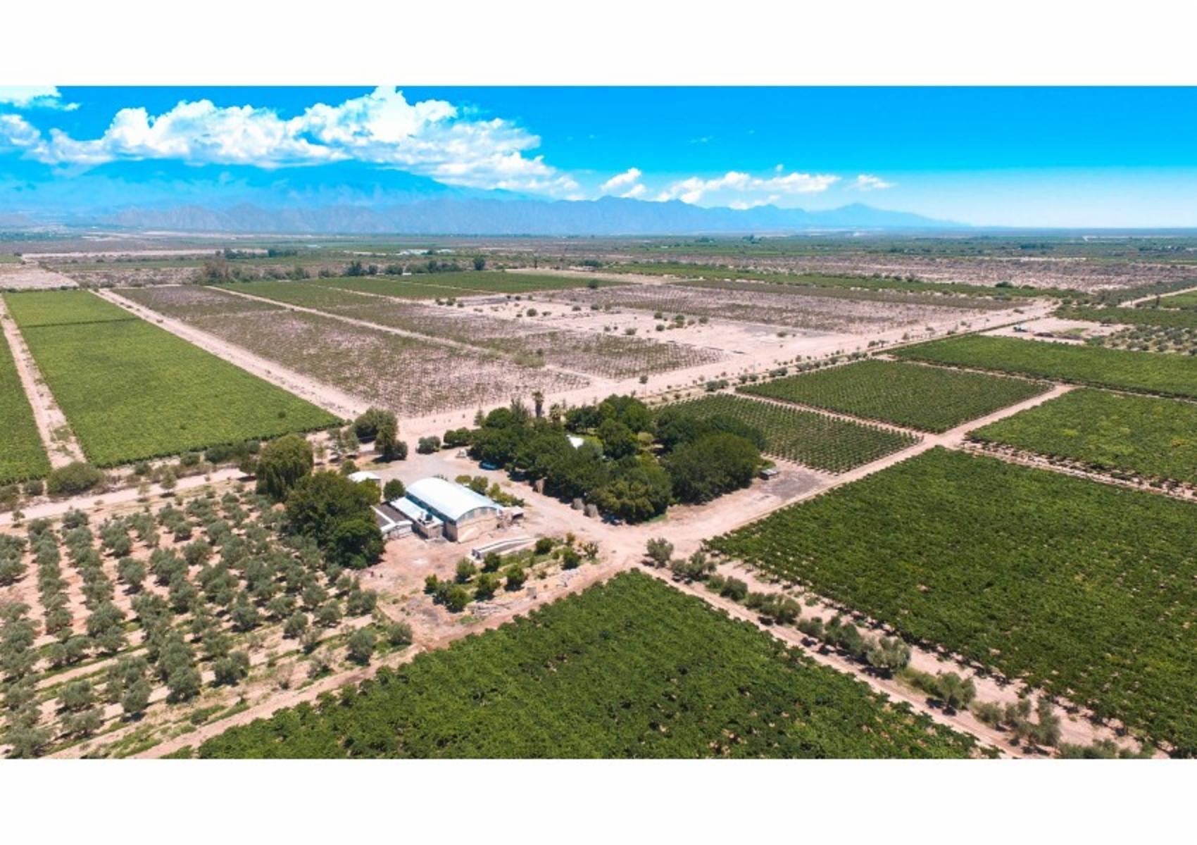 FINCA DE VIÑEDOS DE ALTA CALIDAD + OLIVOS - CHILECITO LA RIOJA- 100 HECTAREAS - 3