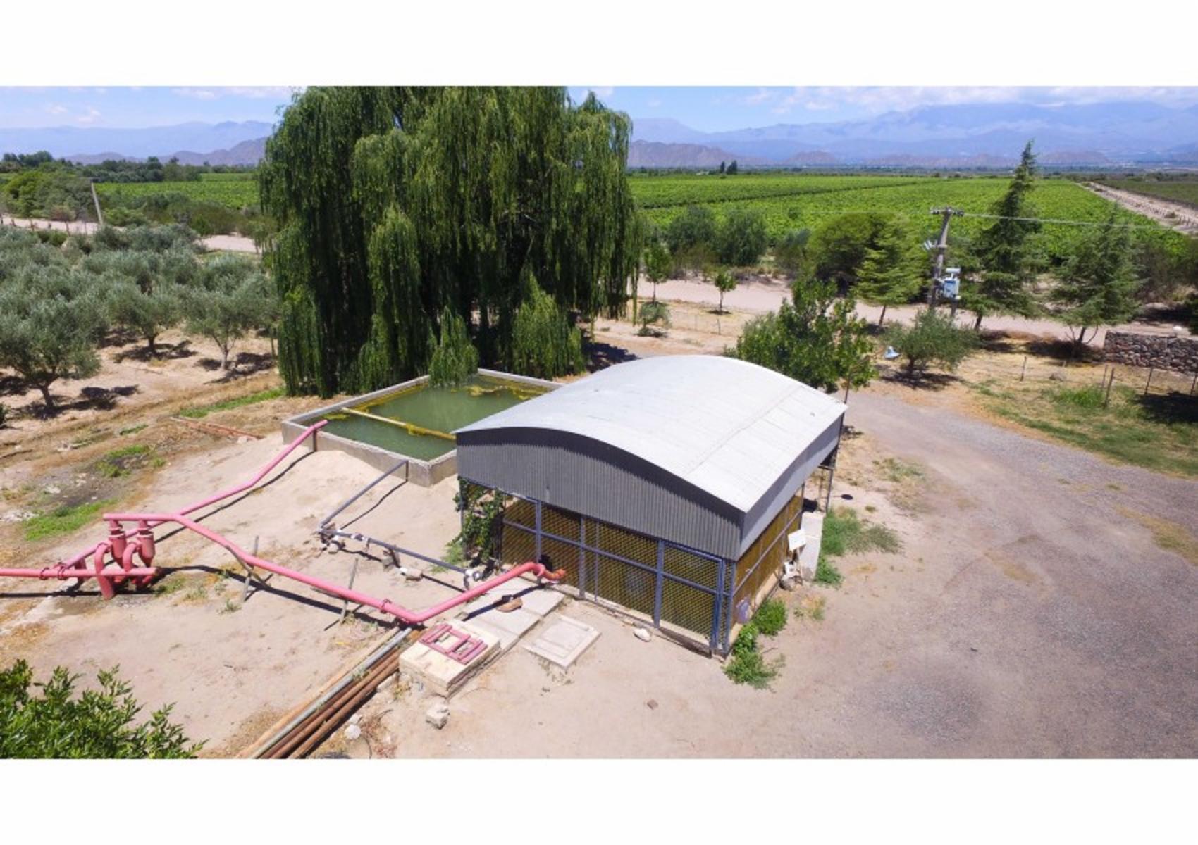 FINCA DE VIÑEDOS DE ALTA CALIDAD + OLIVOS - CHILECITO LA RIOJA- 100 HECTAREAS - 4