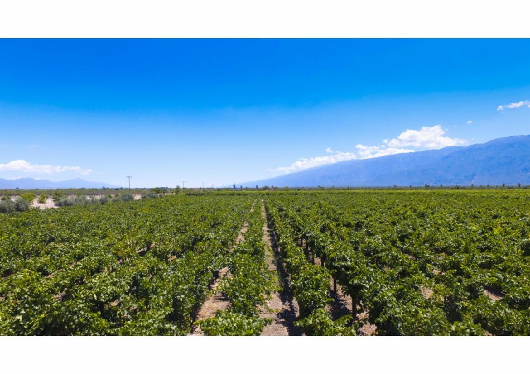 FINCA DE VIÑEDOS DE ALTA CALIDAD + OLIVOS - CHILECITO LA RIOJA- 100 HECTAREAS - 5
