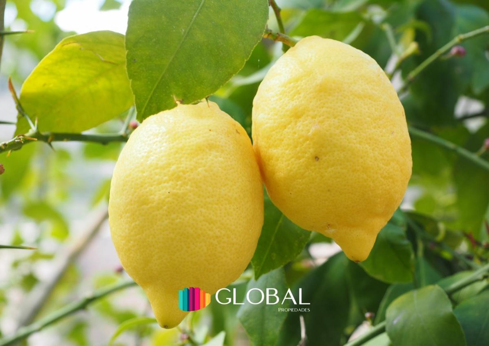 "Finca citrícola implantada con limoneros. - 1