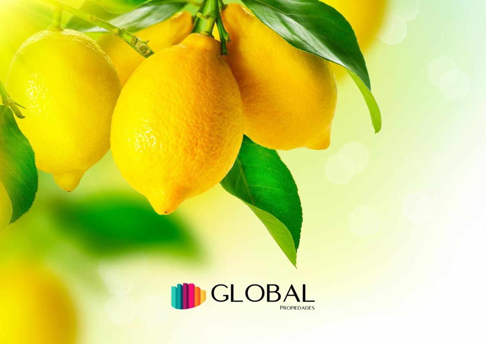 &quotFinca citrícola implantada con limoneros. - 2