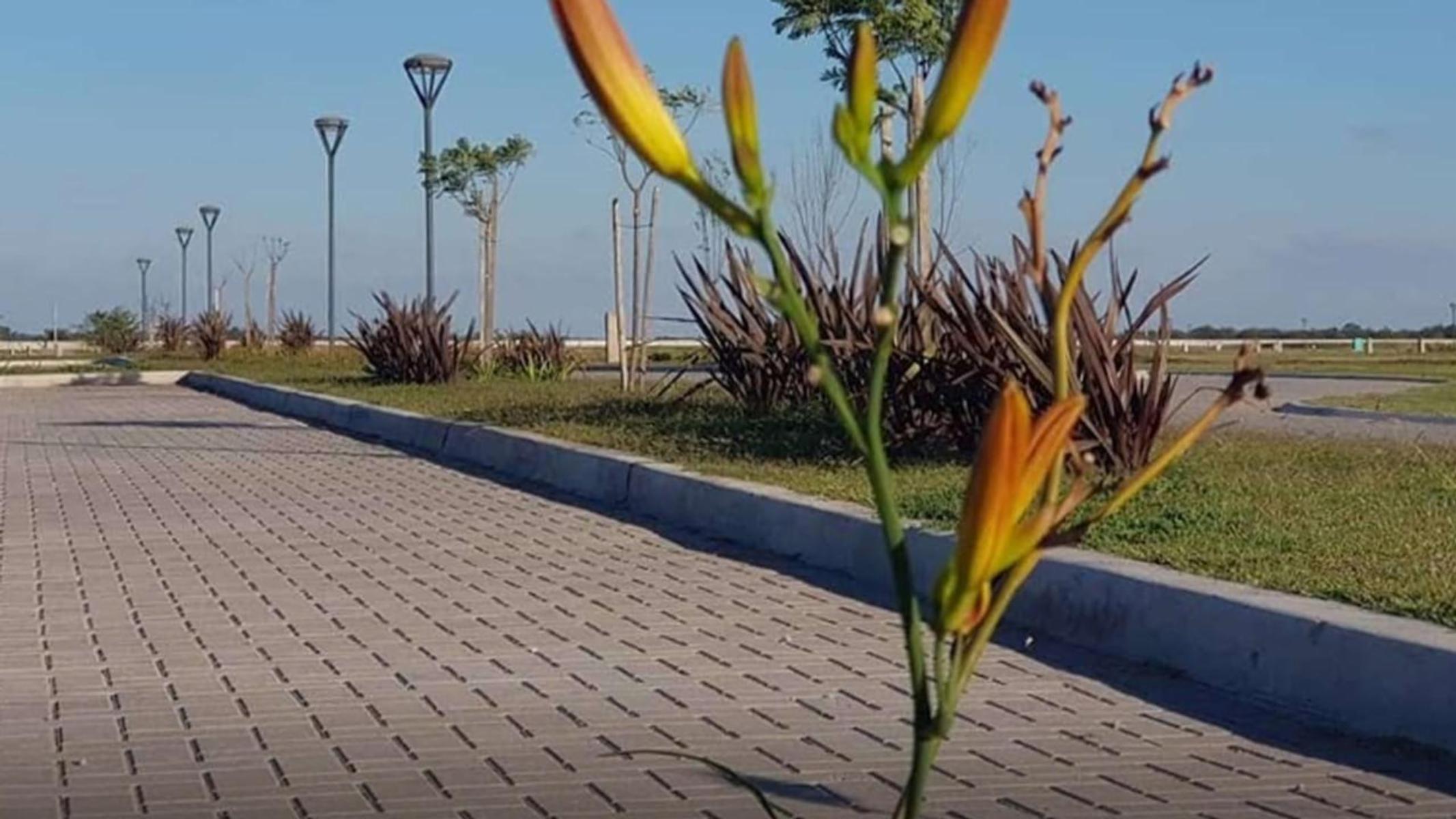 Lote a la laguna en venta Santa Clara al Sur San Vicente — foto 6
