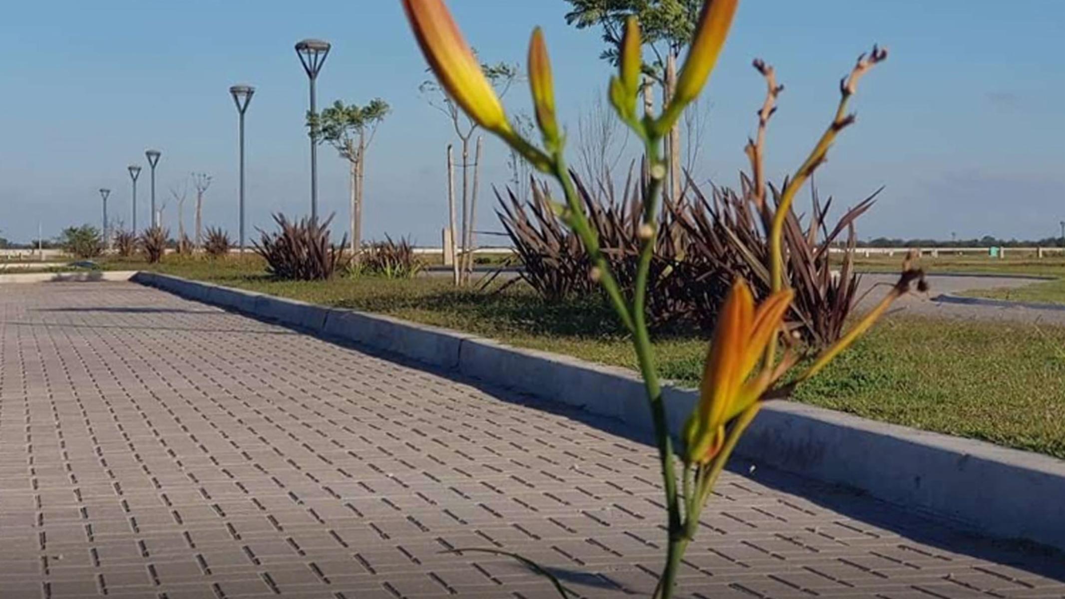 Lote a la laguna en venta Santa Clara al Sur San Vicente — foto 9