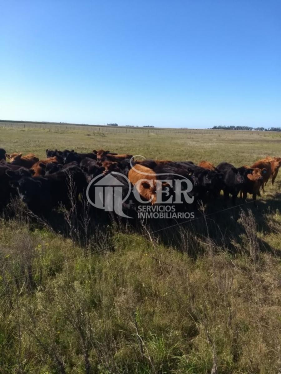 CAMPO PAPERO EN BALCARCE - 1