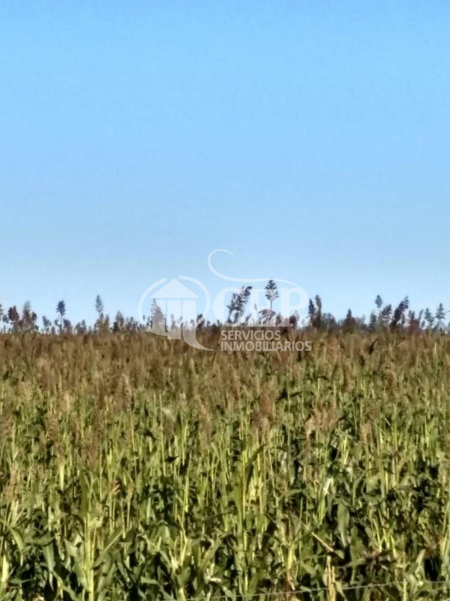 1.000 HECTÁREAS AGRÍCOLA-GANADERO AYA CUCHO - 3