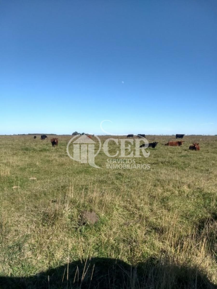 1.000 HECTÁREAS AGRÍCOLA-GANADERO AYA CUCHO - 6