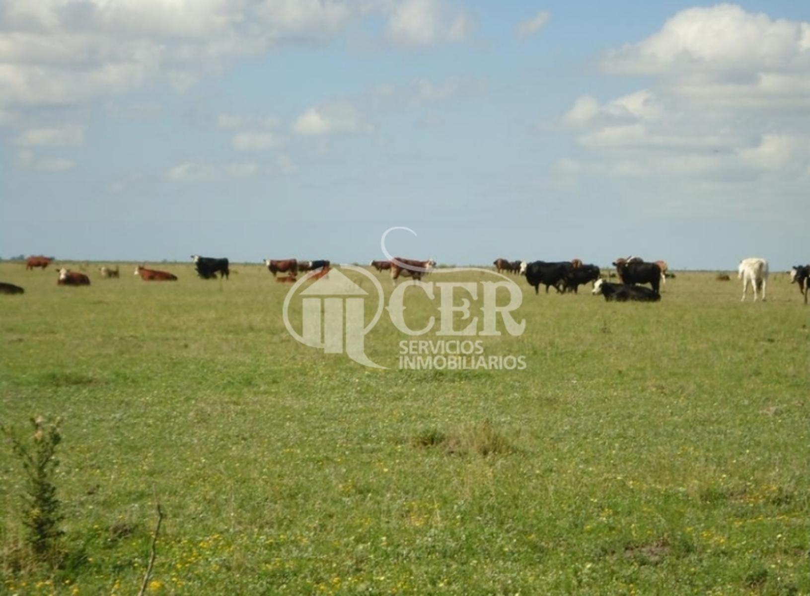 8.620 HS IMPORTANTE ESTANCIA ºCUENCA DEL SALADOº - 2