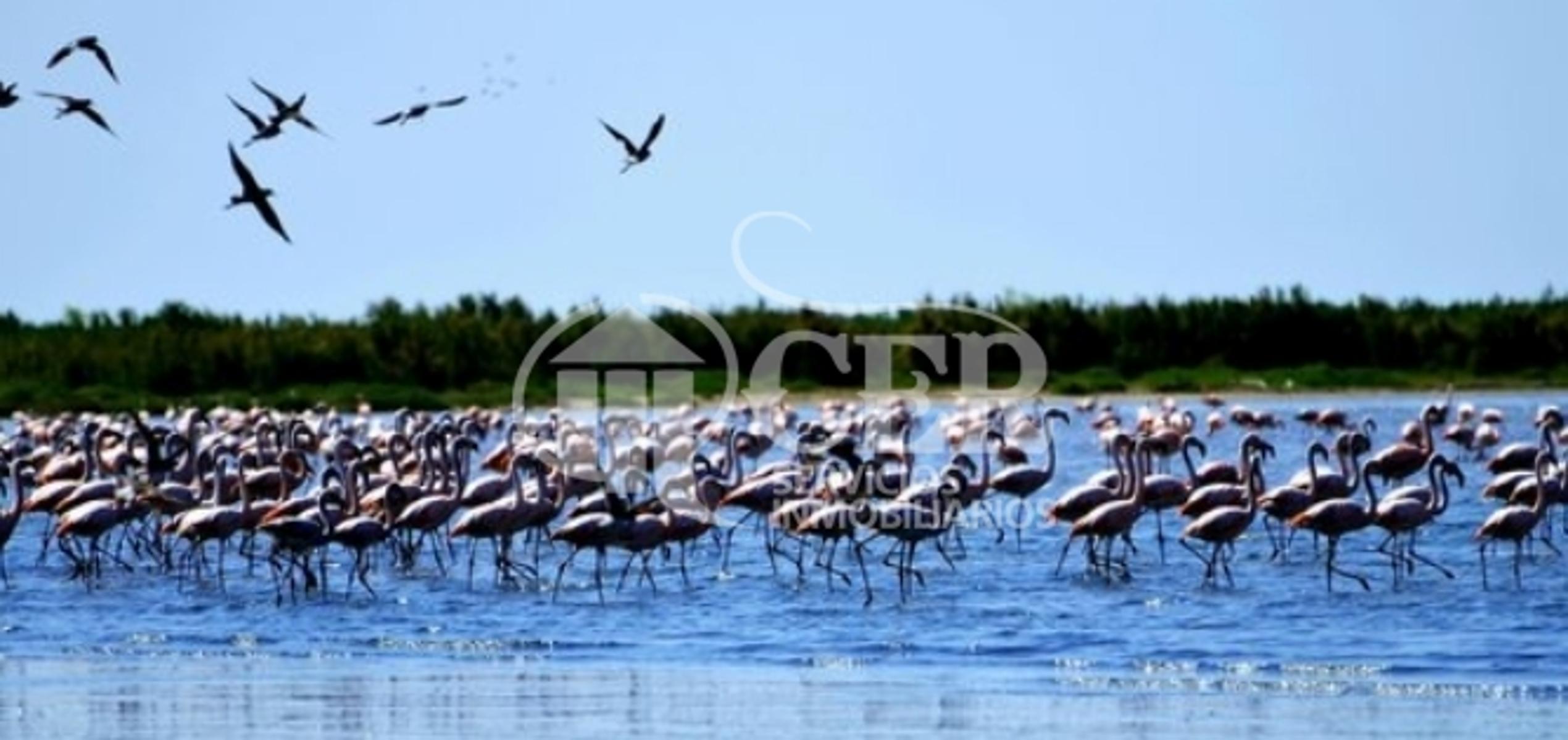 550 HECTÁREAS RUTA MAR CHIQUITA - 1
