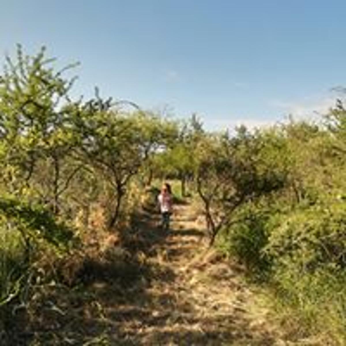 Hermoso Terreno en Villa de Las Rosas, Traslasierra — foto 10