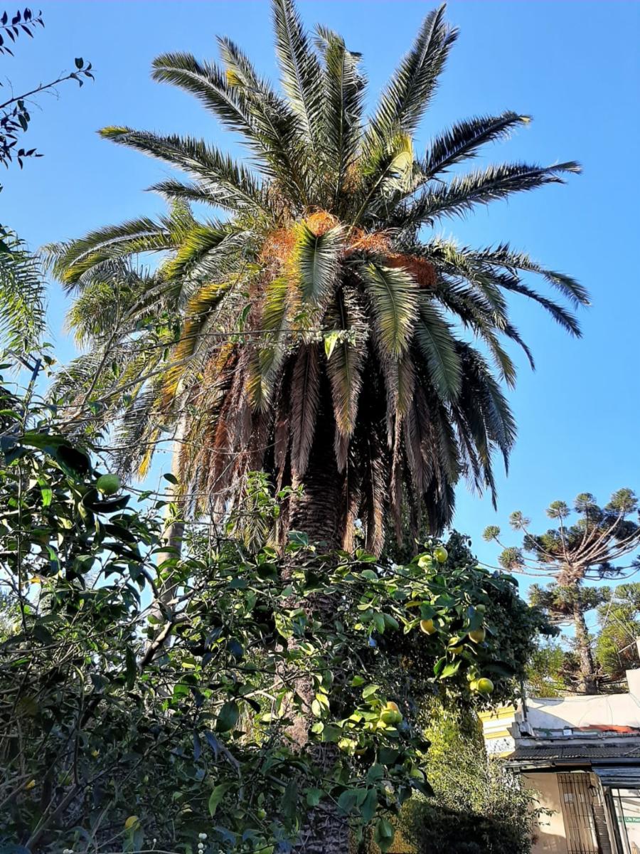 NUEVO VALOR Haedo Chico Casa de época. Propiedad de excelente ubicación Libertad al 500 frente a la calle Estrada. Lote de 591 m2 SE ESCUCHAN OFERTAS — foto 11