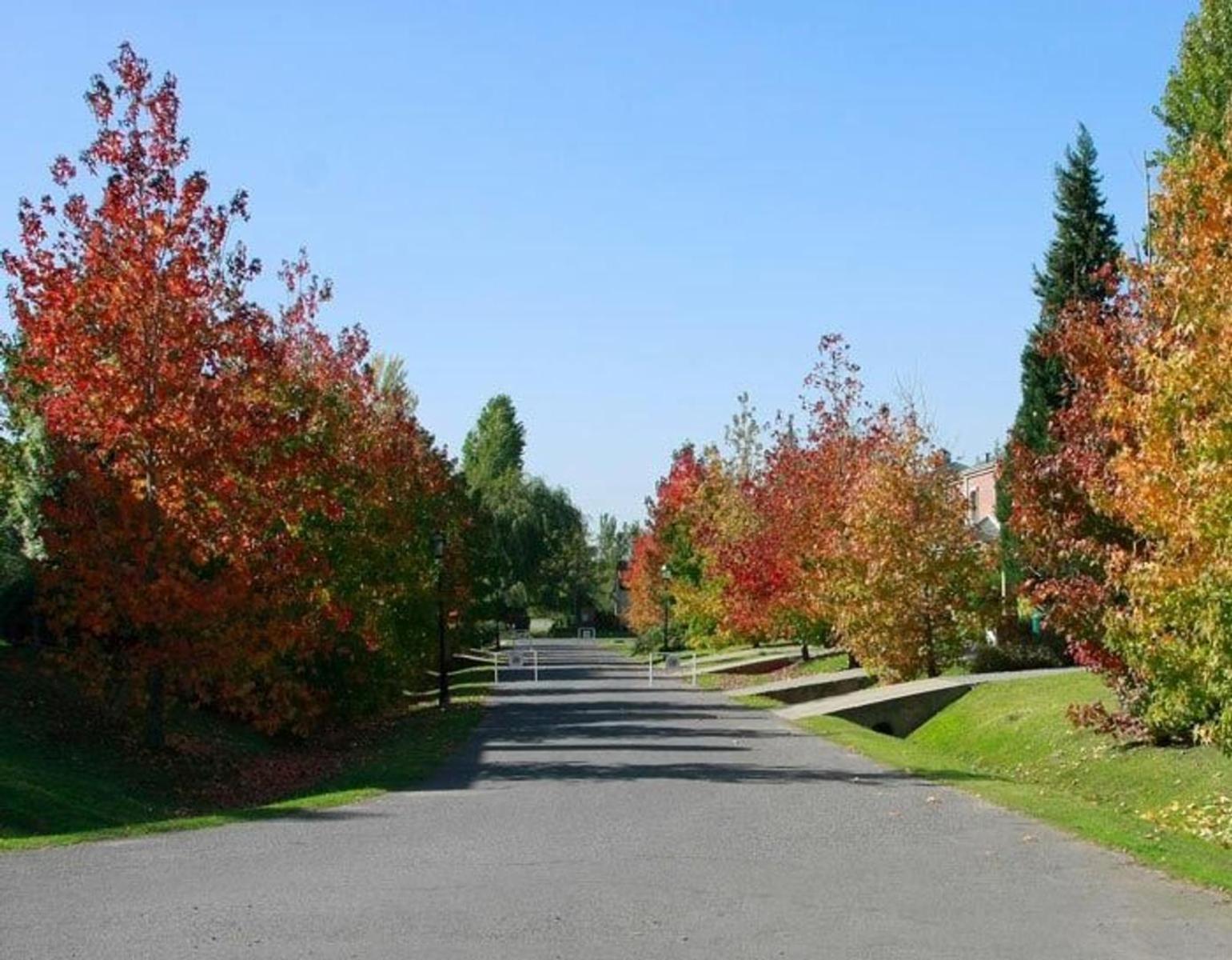 TERRENO SAN RAMIRO - PILAR DEL ESTE — foto 8