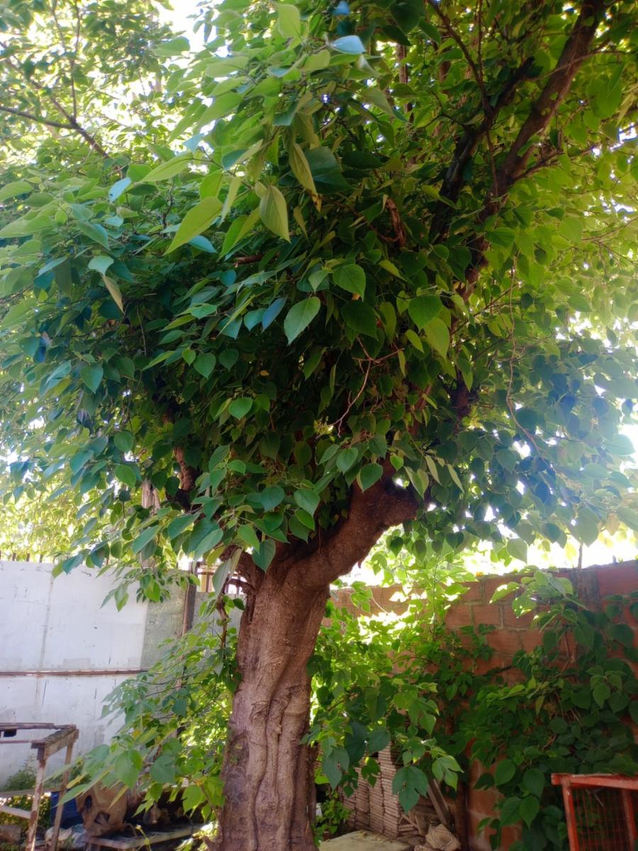 VENTA Muy buen lote con mejoras en venta a metros de ruta 8 — foto 4