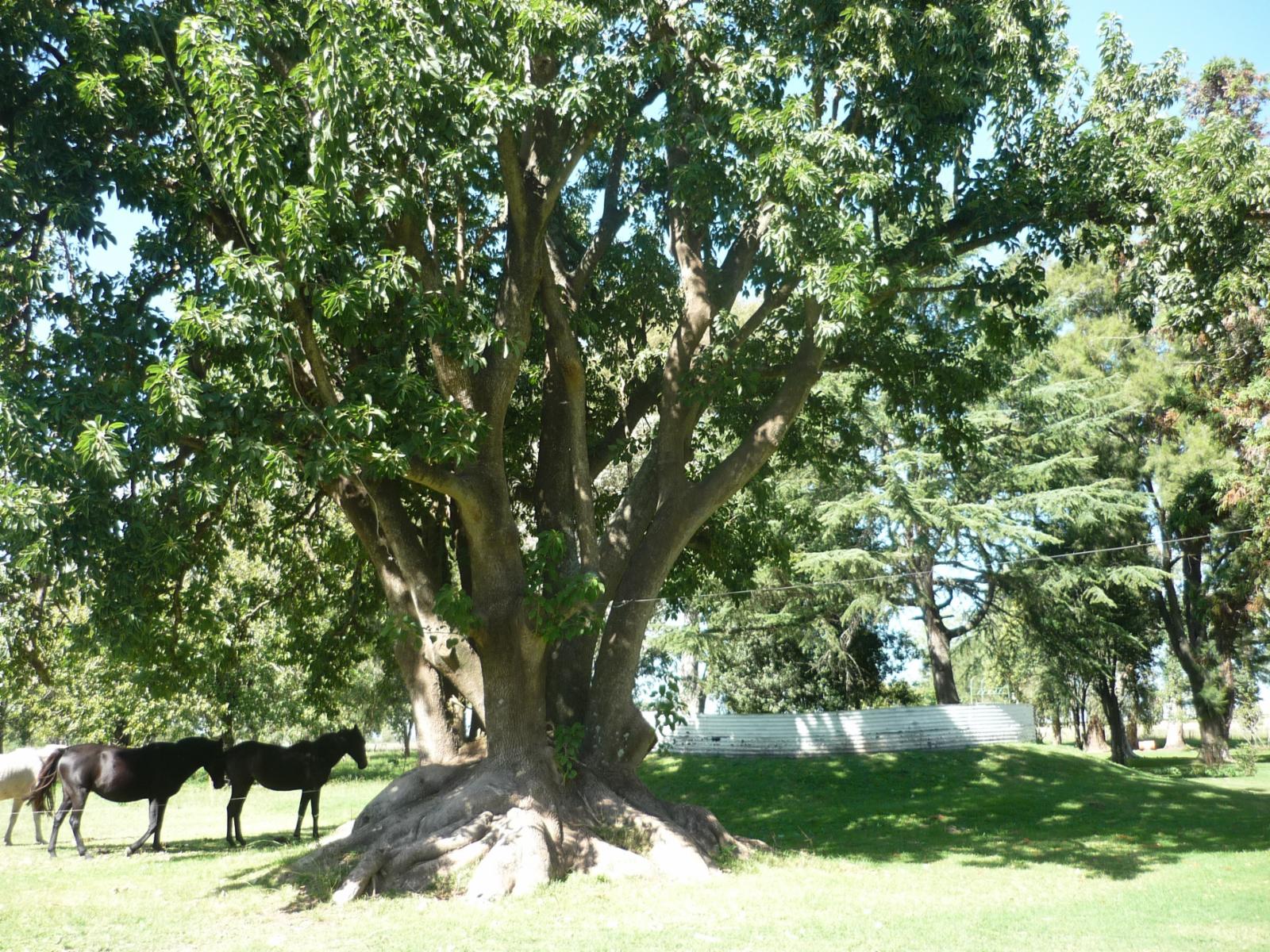Fracción de 6 has. de campo con vivienda — foto 5