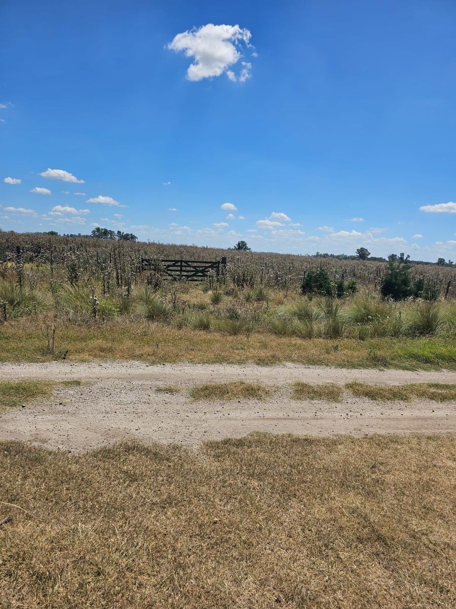 Excelente oportunidad 2 fracciones de campo en la localidad deEnrique Fynn. — foto 10