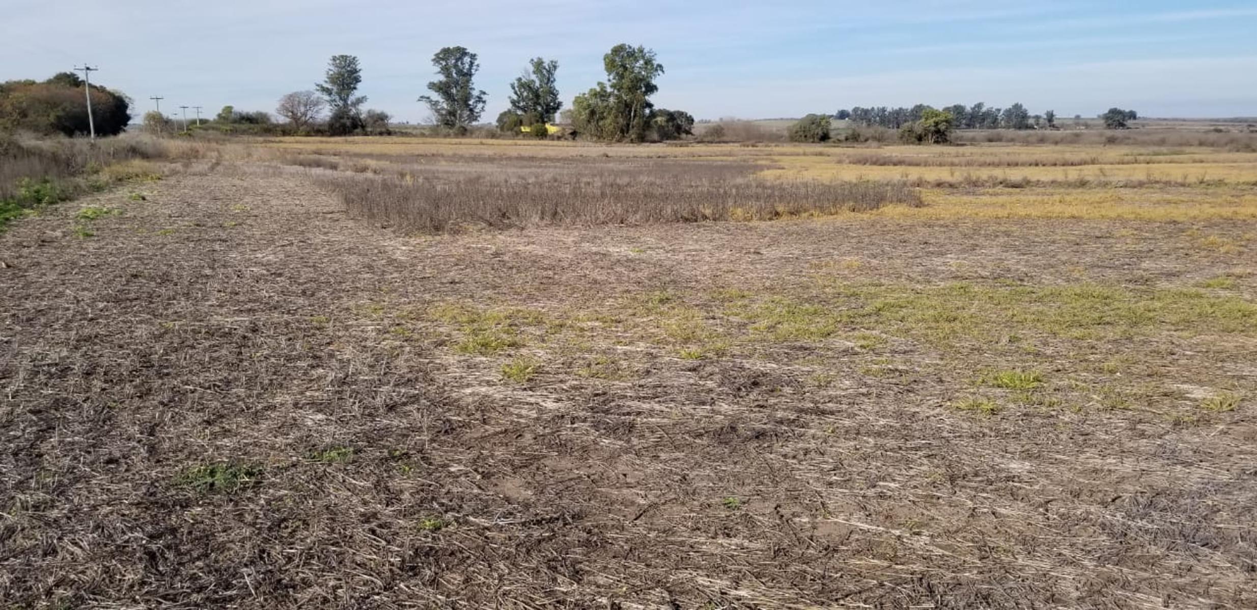 ¡Â¡Â¡Â¡O P O R T U N I D A D 29 HAS. EN ANTELO - DEPARTAMENTO VICTORIA ENTRE RIOS — foto 3