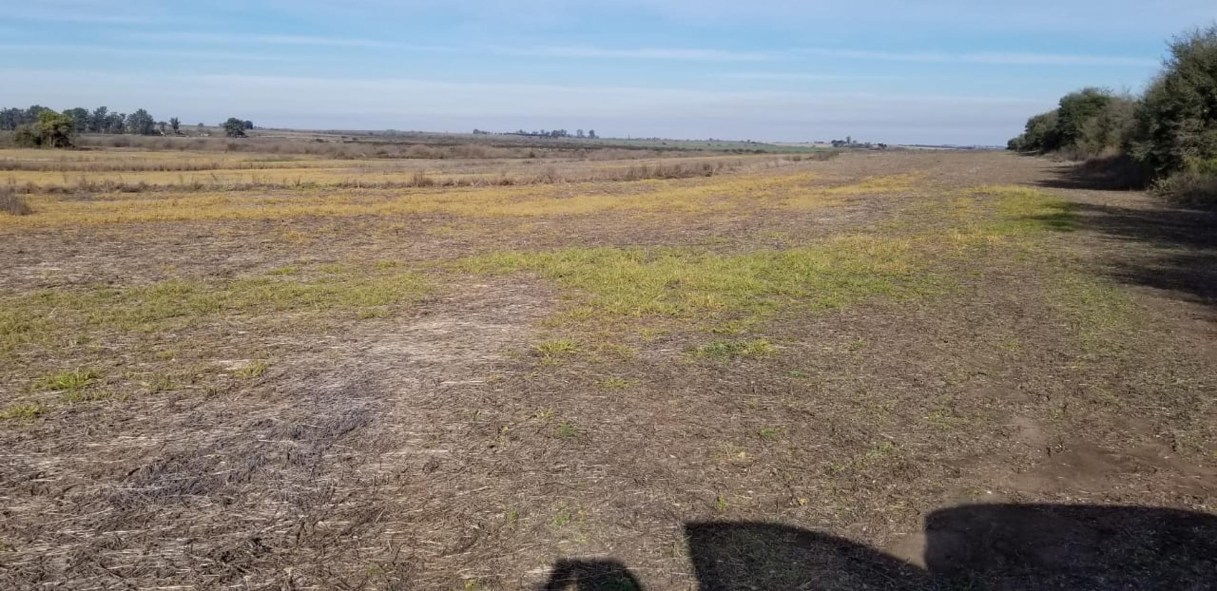 ¡Â¡Â¡Â¡O P O R T U N I D A D 29 HAS. EN ANTELO - DEPARTAMENTO VICTORIA ENTRE RIOS — foto 6