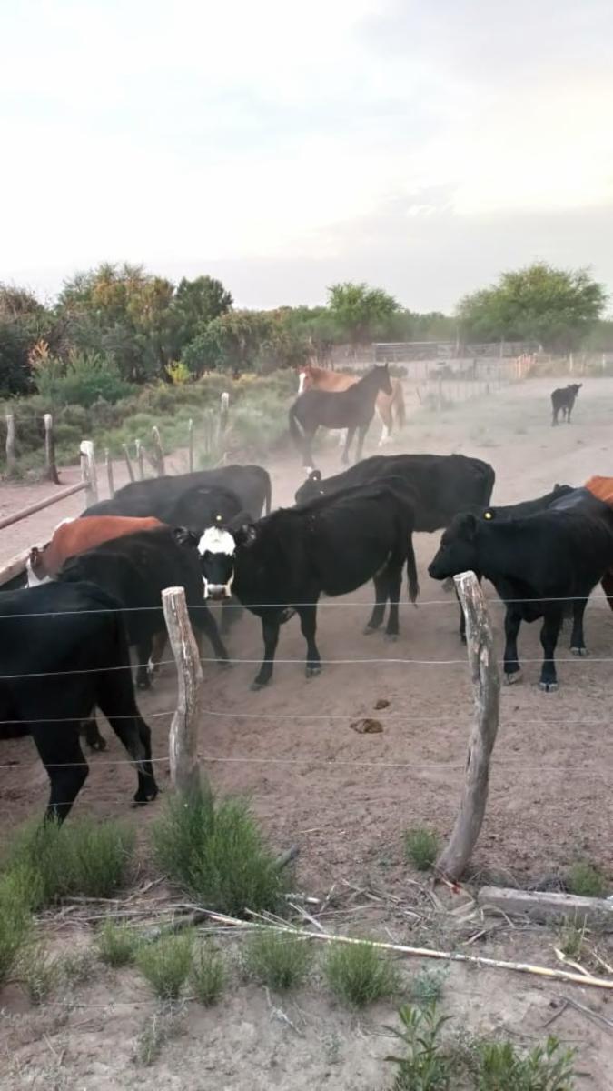 VENDO DOS CAMPOS EN LIMAY MAHUIDA, LA PAMPA . 5000 HECTAREAS - 3