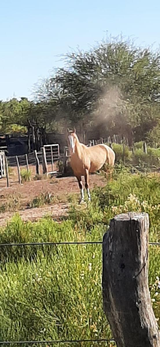 VENDO DOS CAMPOS EN LIMAY MAHUIDA, LA PAMPA . 5000 HECTAREAS - 4