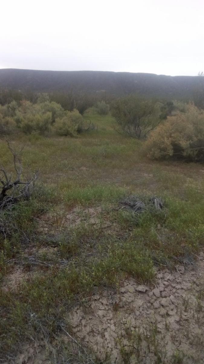 VENDO DOS CAMPOS EN LIMAY MAHUIDA, LA PAMPA . 5000 HECTAREAS - 11