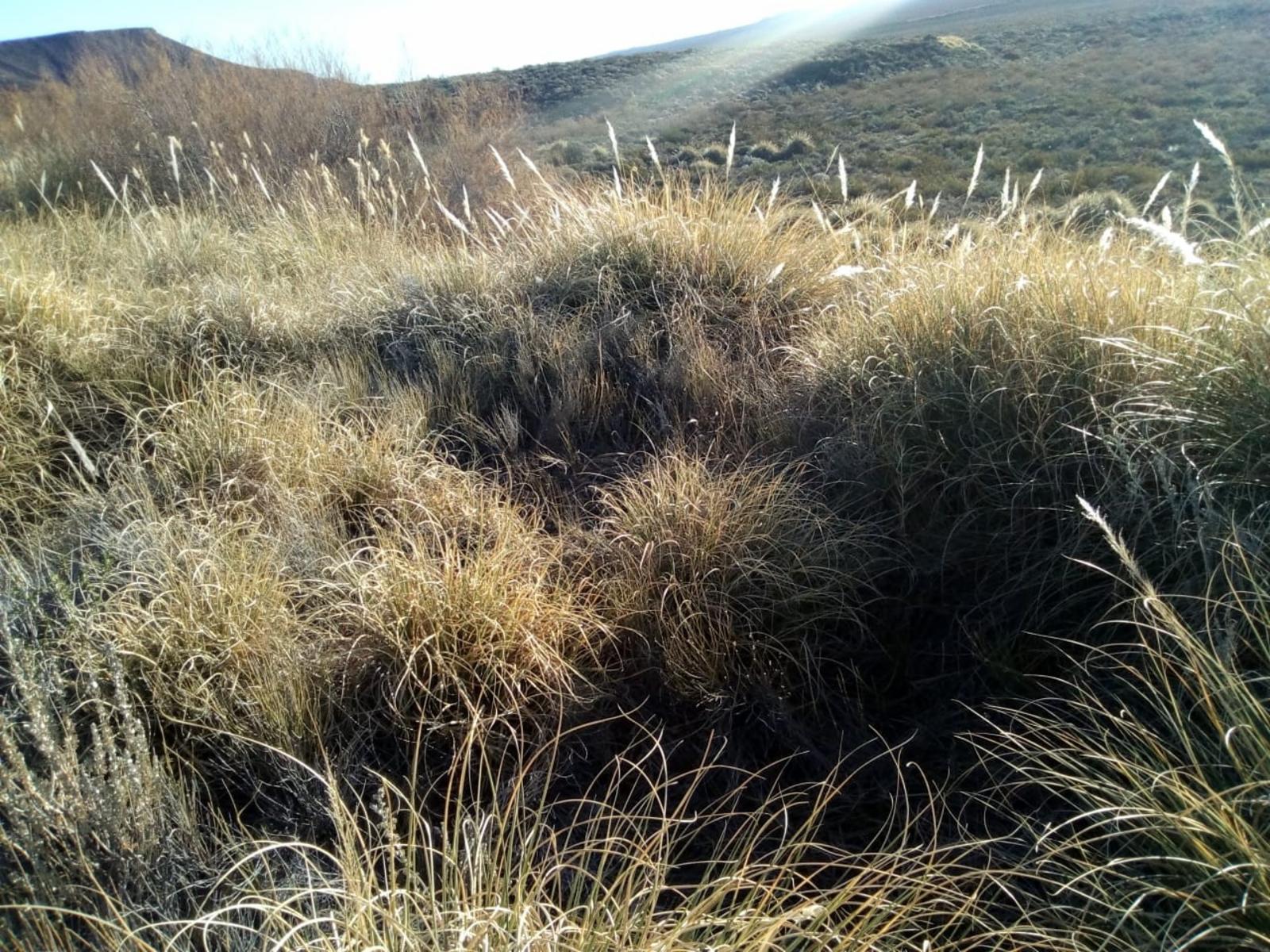 VENDO DOS CAMPOS EN LIMAY MAHUIDA, LA PAMPA . 5000 HECTAREAS - 25