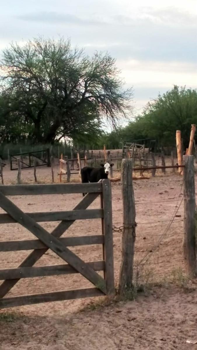 VENDO DOS CAMPOS EN LIMAY MAHUIDA, LA PAMPA . 5000 HECTAREAS - 33