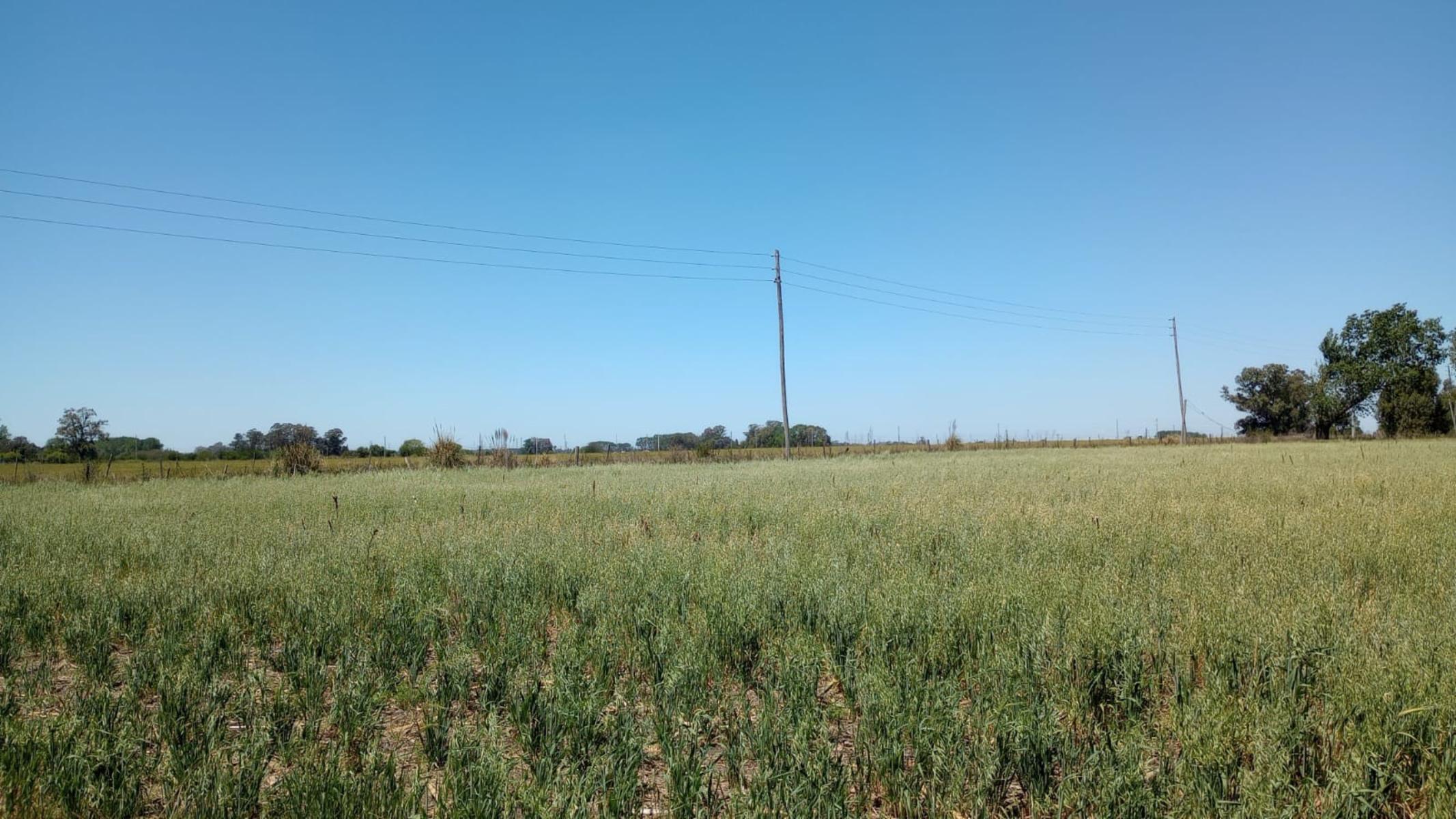 SE VENDE FRACCION DE 5,5 Ha EN VIRREY DEL PINO — foto 3
