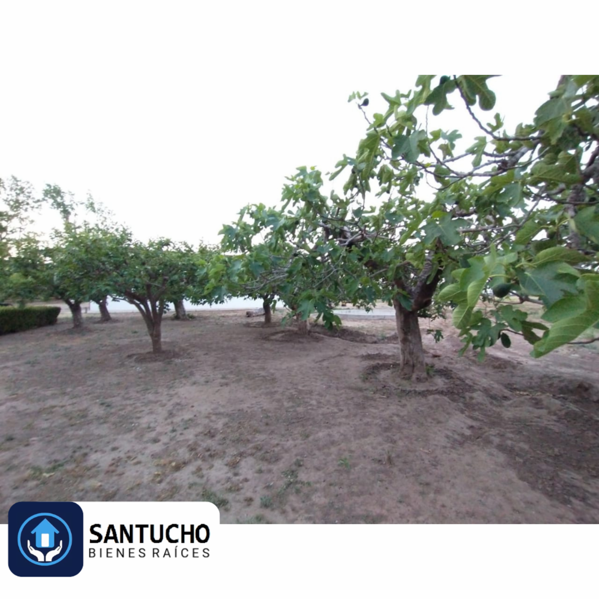 ATENCIÓN/ IMPORTANTE PROPIEDAD EN VENTA: CASA QUINTA PRINCIPAL + CASA SECUNDARIA + GALPÓN + 7 HCT. PARA LA SIEMBRA - 54