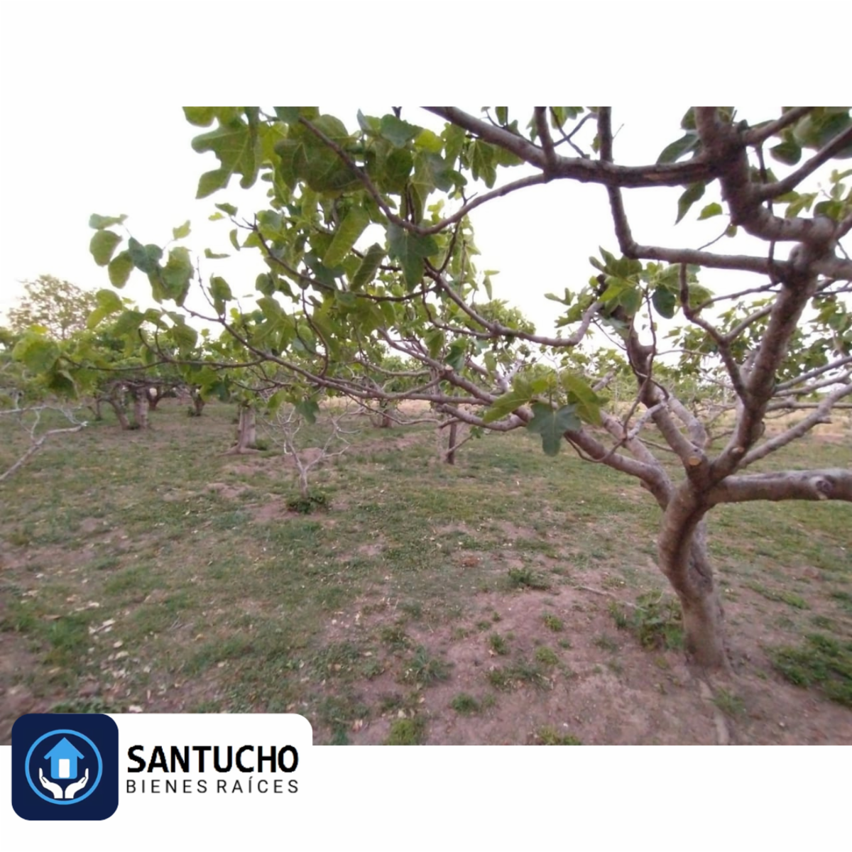 ATENCIÓN/ IMPORTANTE PROPIEDAD EN VENTA: CASA QUINTA PRINCIPAL + CASA SECUNDARIA + GALPÓN + 7 HCT. PARA LA SIEMBRA - 57