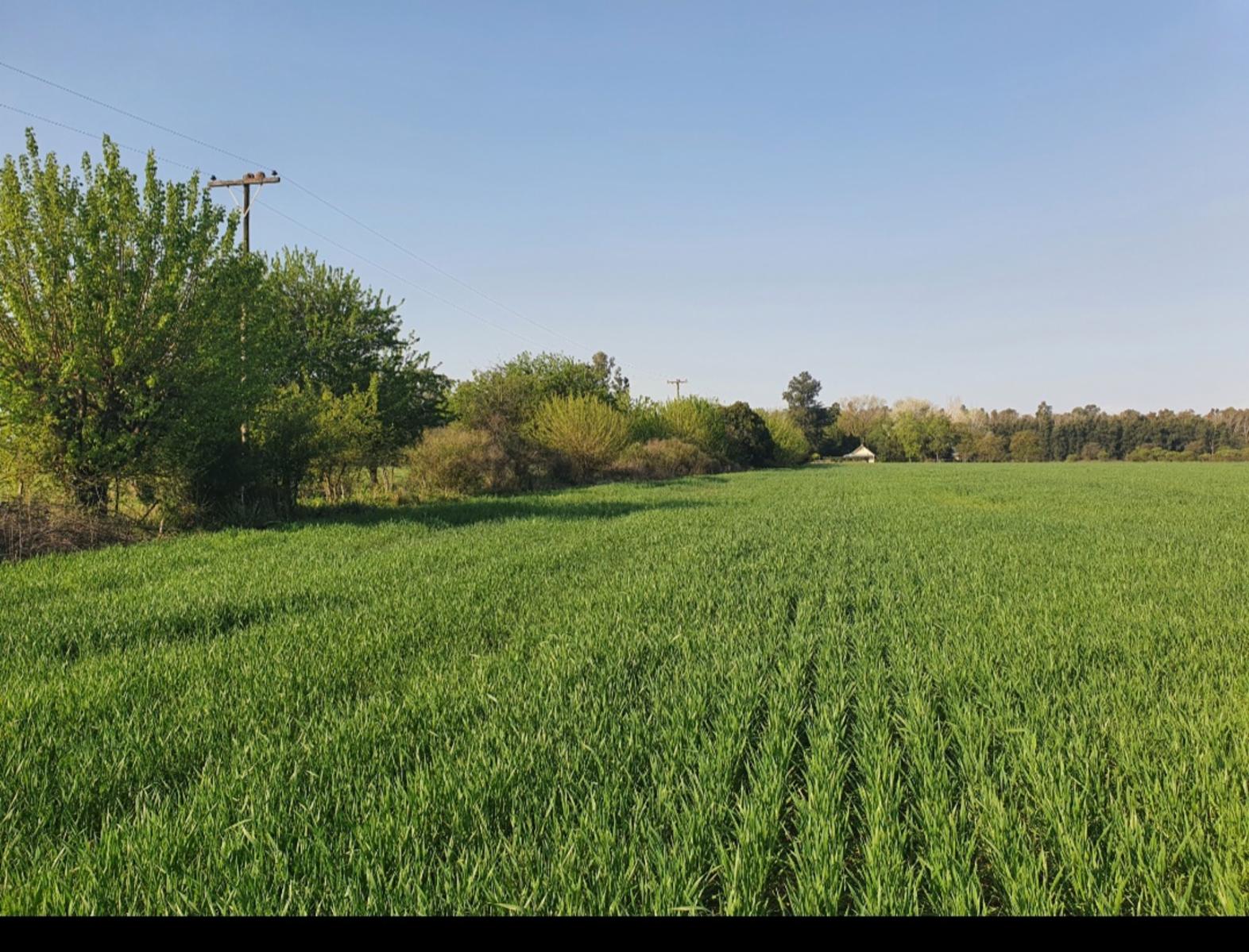 CAMPO ZONA DE POLO 9 HECTAREAS #POLOGRALRODRIGUEZ — foto 6