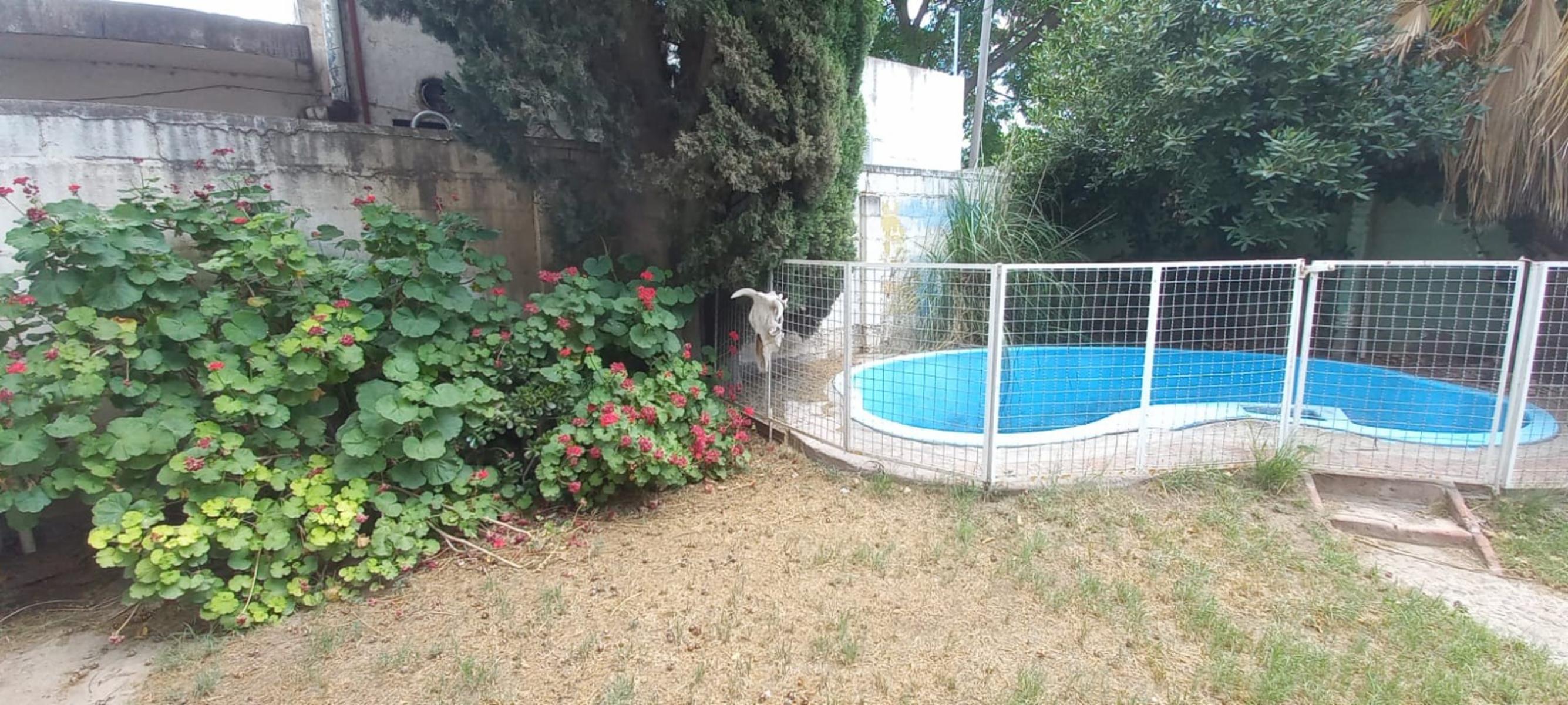 OPORTUNIDAD - VENTA casa 3 dormitorios con patio, pileta + LOCAL + Garaje doble - Doble terraza — foto 2